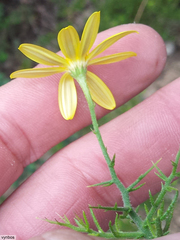 Osteospermum spinosum