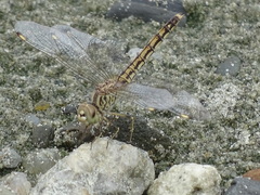 Brachythemis