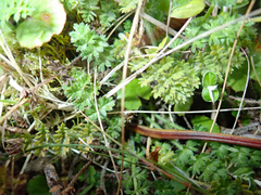 Chaerophyllum colensoi