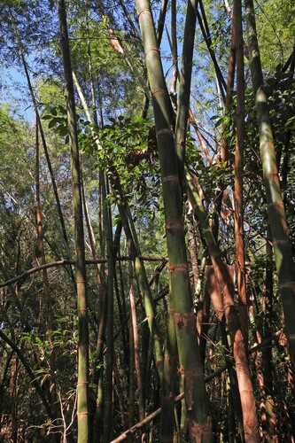 Guadua chacoensis, photograph 3