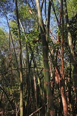 Guadua chacoensis, photograph author not stated, no rights reserved