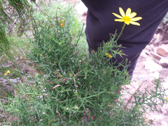 Osteospermum spinosum