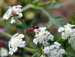 Formica pallidefulva