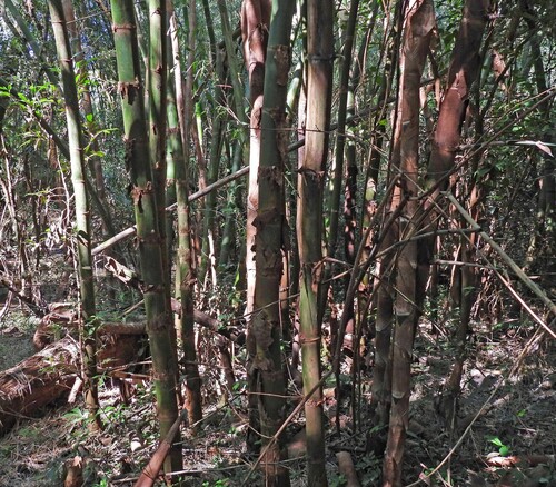 Guadua chacoensis, photograph 4