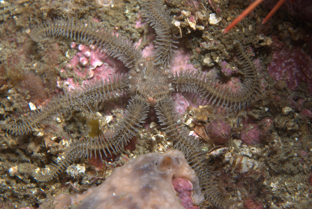 brooding spiny brittle star