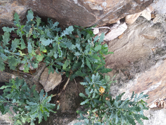 Dimorphotheca chrysanthemifolia