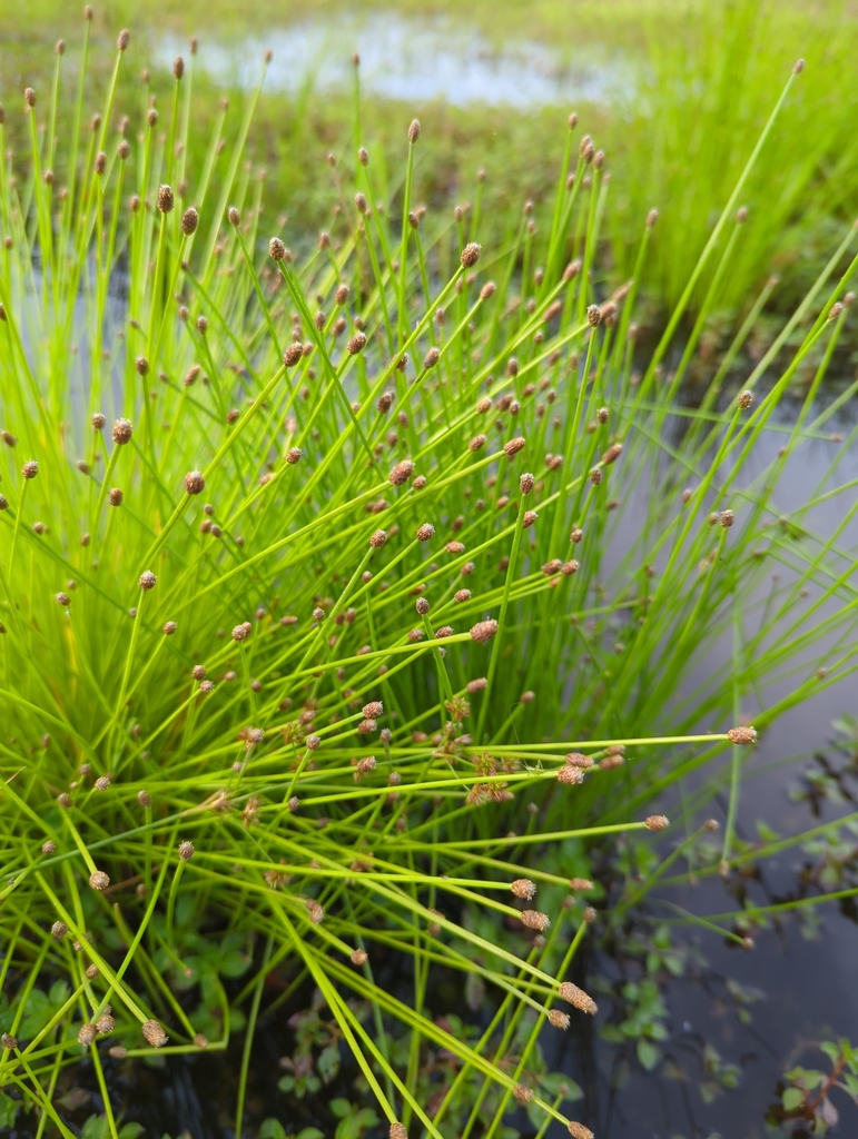 Eleocharis obtusa