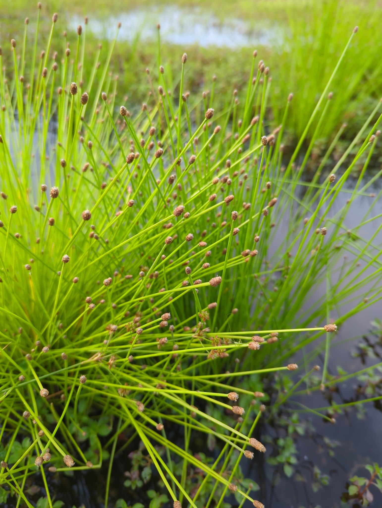 Eleocharis obtusa