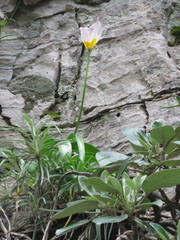 Tulipa saxatilis