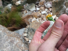 Dimorphotheca chrysanthemifolia