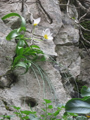 Tulipa saxatilis