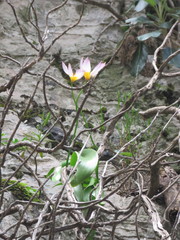 Tulipa saxatilis