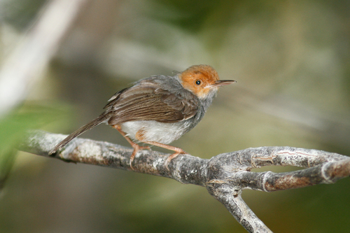 Orthotomus ruficeps