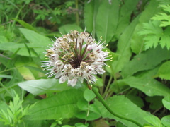 Allium ochotense