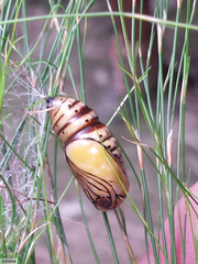 Nyodes lutescens