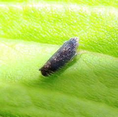 Scaphytopius frontalis