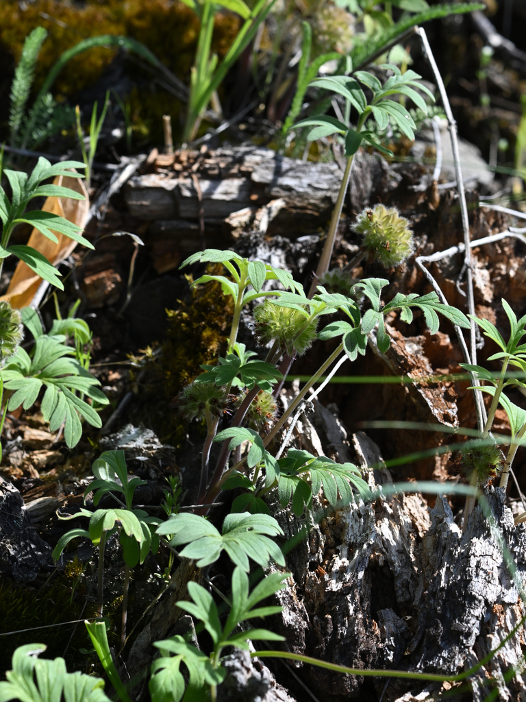 ballhead waterleaf from North Okanagan, BC, Canada on May 15, 2024 at ...