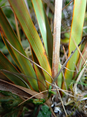 Libertia peregrinans