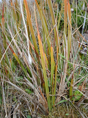 Libertia peregrinans