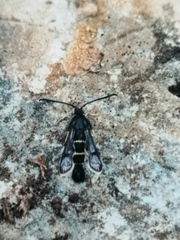 Synanthedon