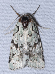 Bryolymnia viridata