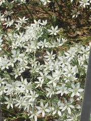 Ornithogalum umbellatum