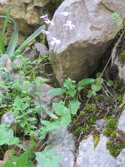 Ricotia cretica