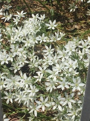 Ornithogalum umbellatum