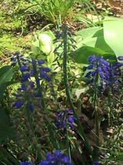 Muscari botryoides