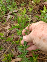 Crocanthemum canadense
