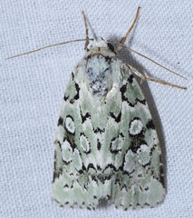 Bryolymnia viridata