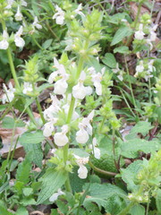Stachys spinulosa