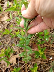 Crocanthemum canadense