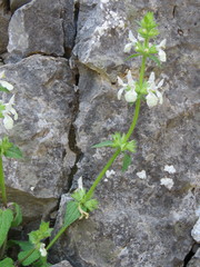 Stachys spinulosa