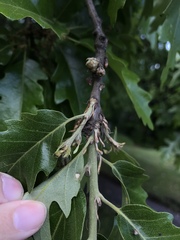 Taphrina caerulescens