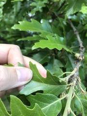 Taphrina caerulescens
