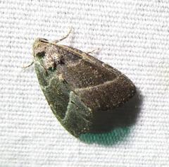 Ogdoconta altura