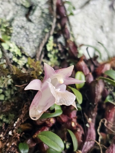 Sanseiense Orchid