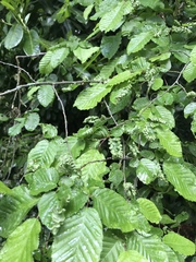 Aculops macrotrichus