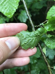 Aculops macrotrichus