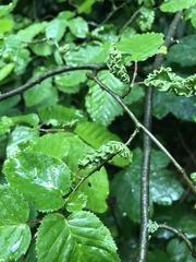 Aculops macrotrichus