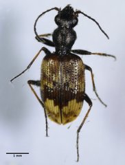 Lachnophorus elegantulus