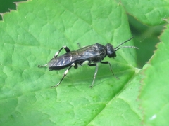 Macrophya ribis