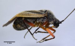 Polymerus