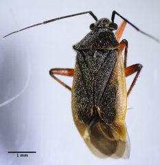 Polymerus
