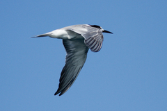 Sterna hirundo longipennis