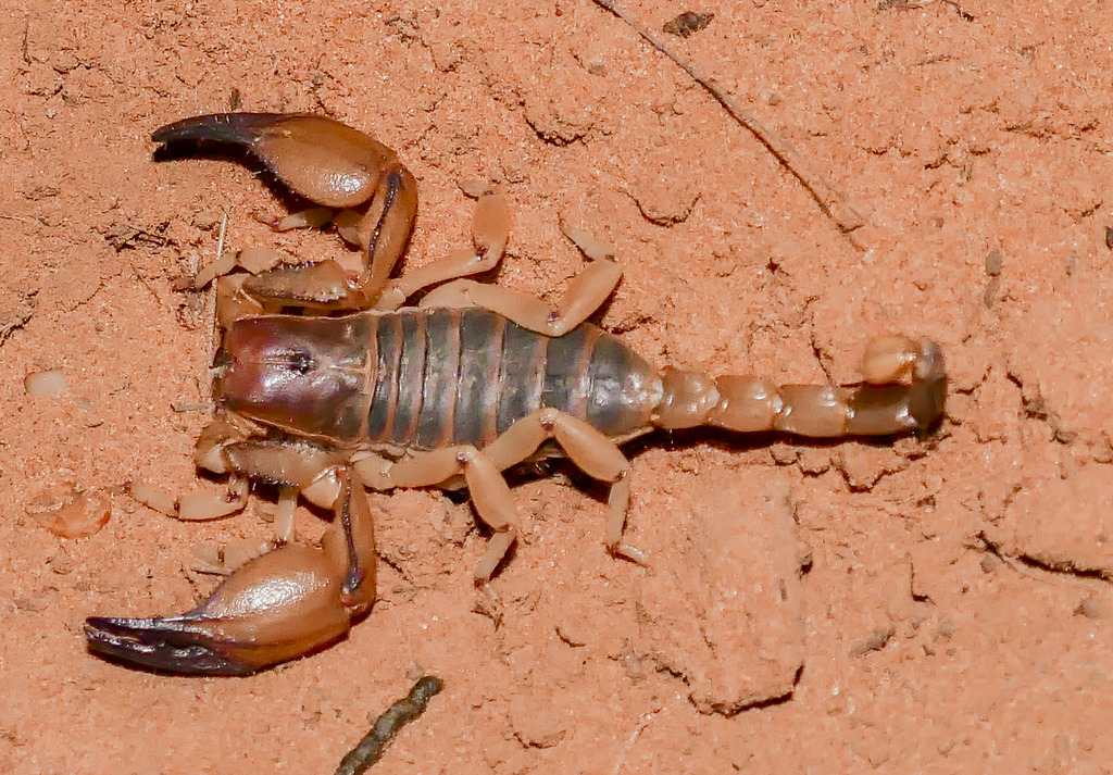 Boehm's Burrowing Scorpion from R525, Masisi, 0989, Südafrika on ...