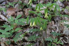 Uvularia