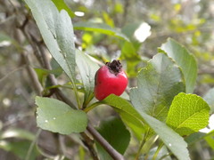 Crataegus aestivalis