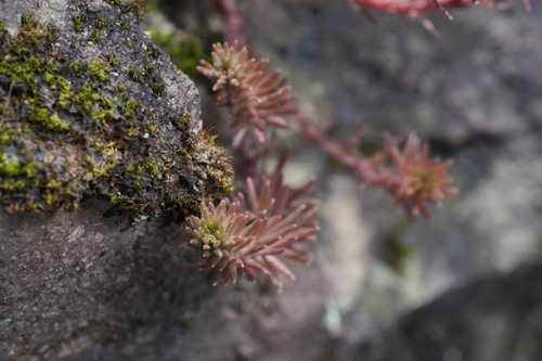 Sedum polytrichoides iNat (2)